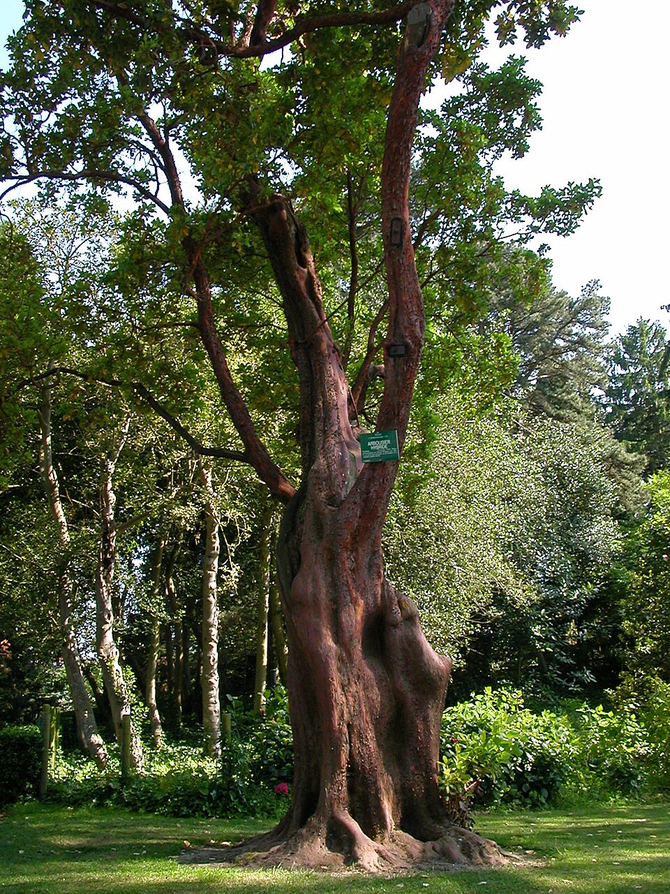Arbutus x andrachnoides (alternate view 6)