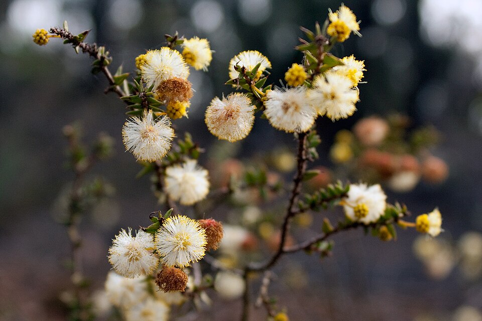 Acacia gunnii (ploughshare wattle) (alternate view 10)