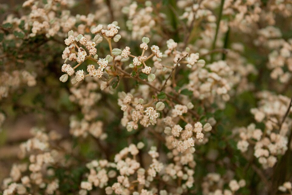 Spyridium parvifolium (Australian dusty miller) (alternate view 3)