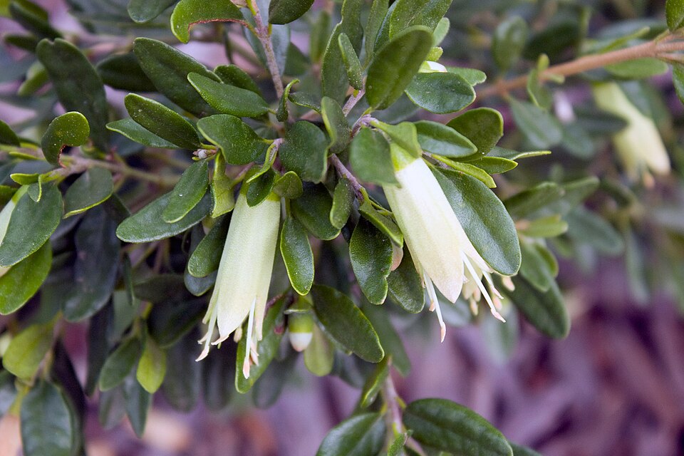Correa glabra (rock correa) (alternate view 3)
