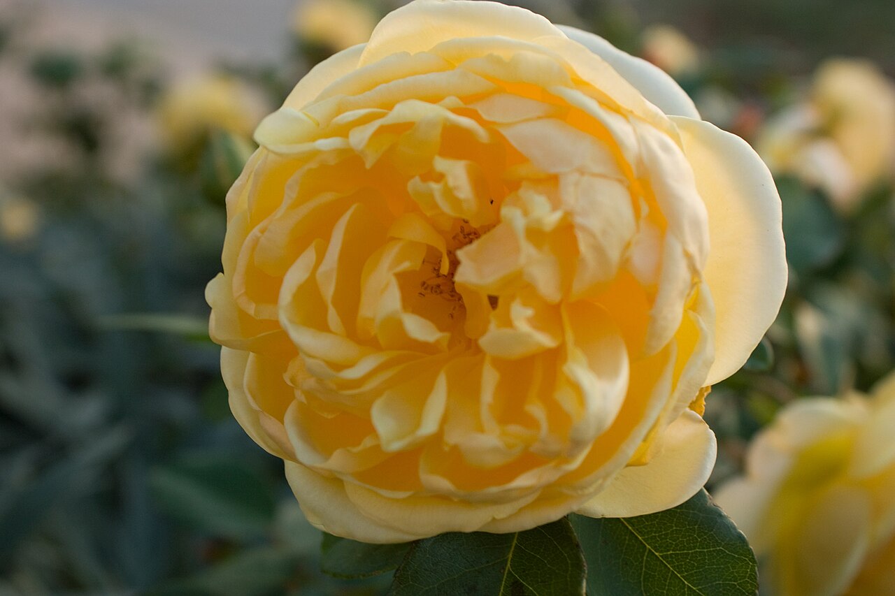 Rosa 'Graham Thomas', Rose 'Graham Thomas' — upright deciduous (Rosaceae) (image 5 of 10)