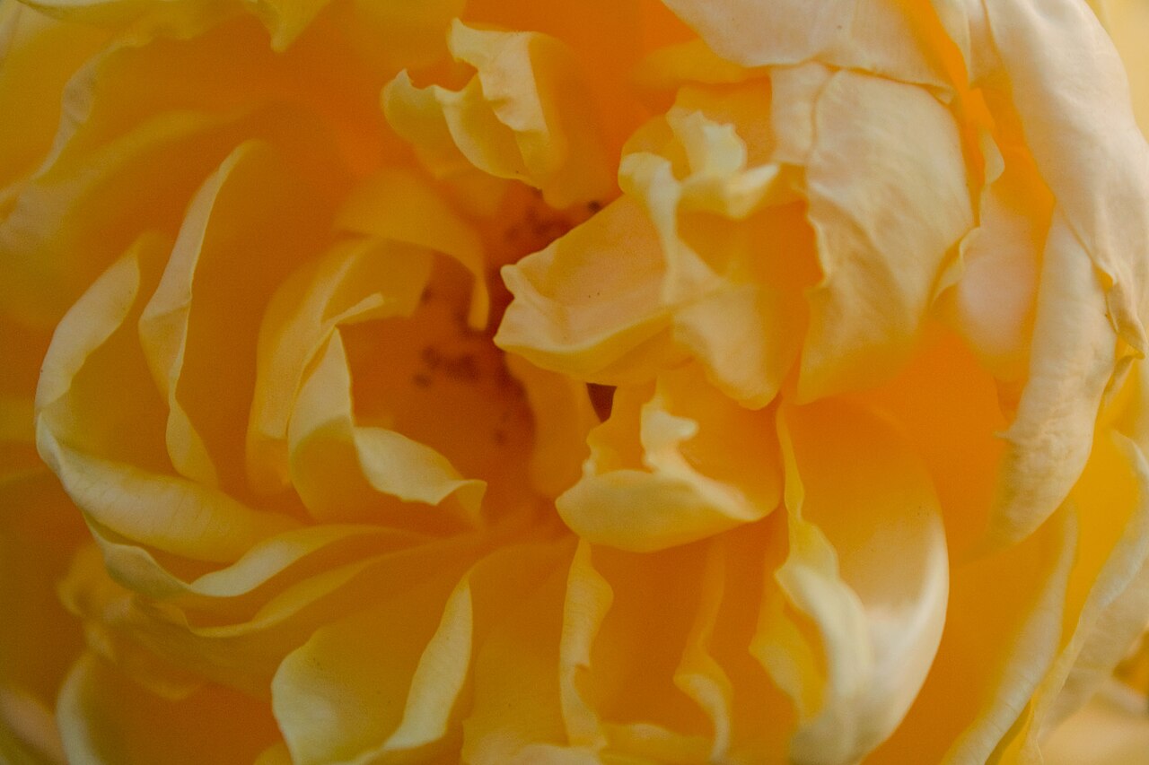 Rosa 'Graham Thomas', Rose 'Graham Thomas' — upright deciduous (Rosaceae) (image 6 of 10)