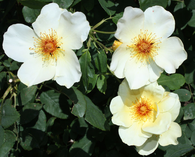 Rosa 'Golden Wings' (Golden Wings Rose) (alternate view 5)