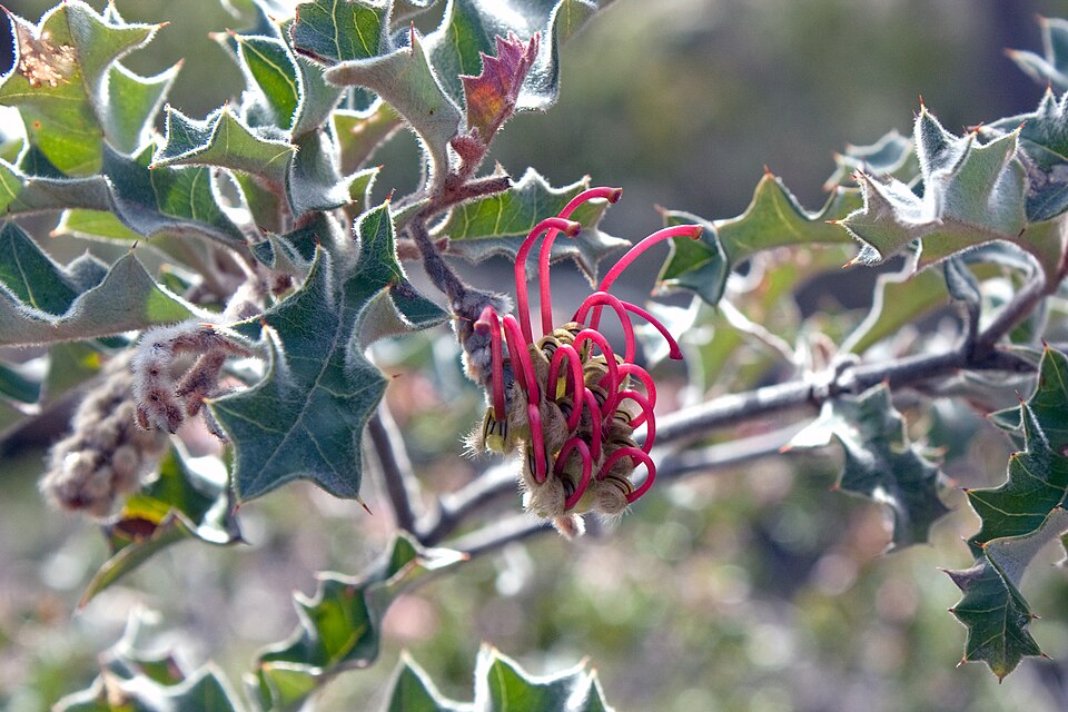 Grevillea aquifolium (variable prickly grevillea) (alternate view 9)