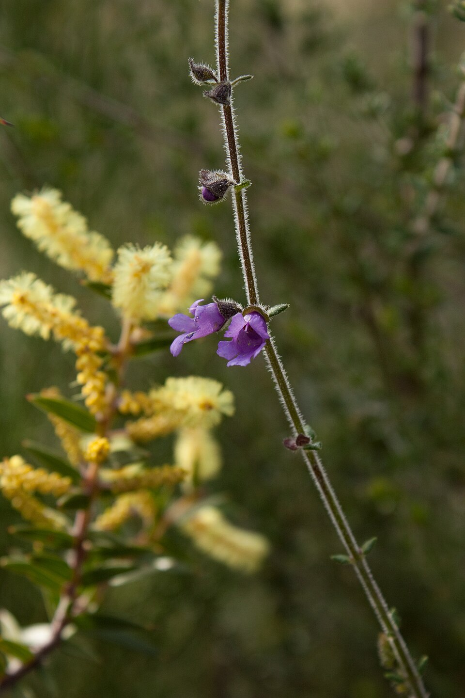 Acacia oxycedrus (Spike Wattle) (alternate view 7)