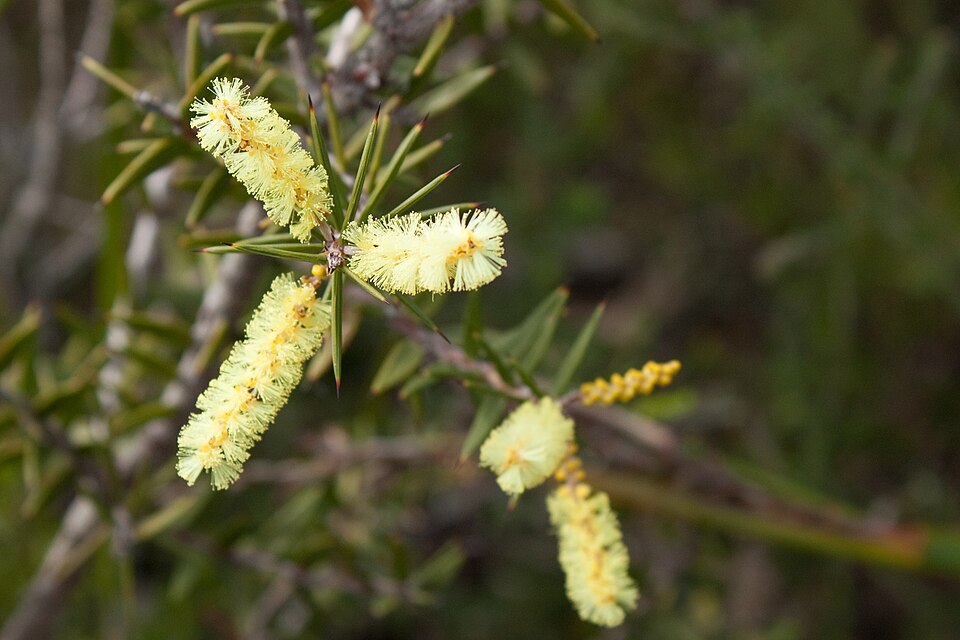 Acacia oxycedrus (Spike Wattle) (alternate view 8)