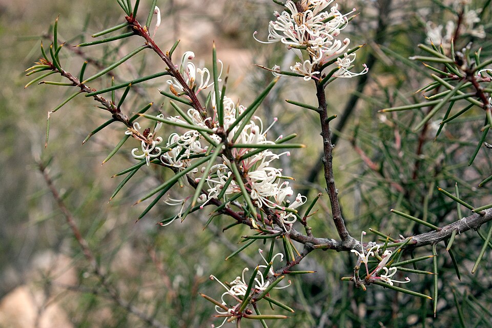 Hakea rostrata (Beaked Hakea) (alternate view 2)