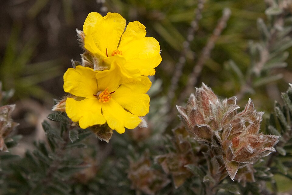 Hibbertia sericea (Silky Guinea-flower) (alternate view 3)