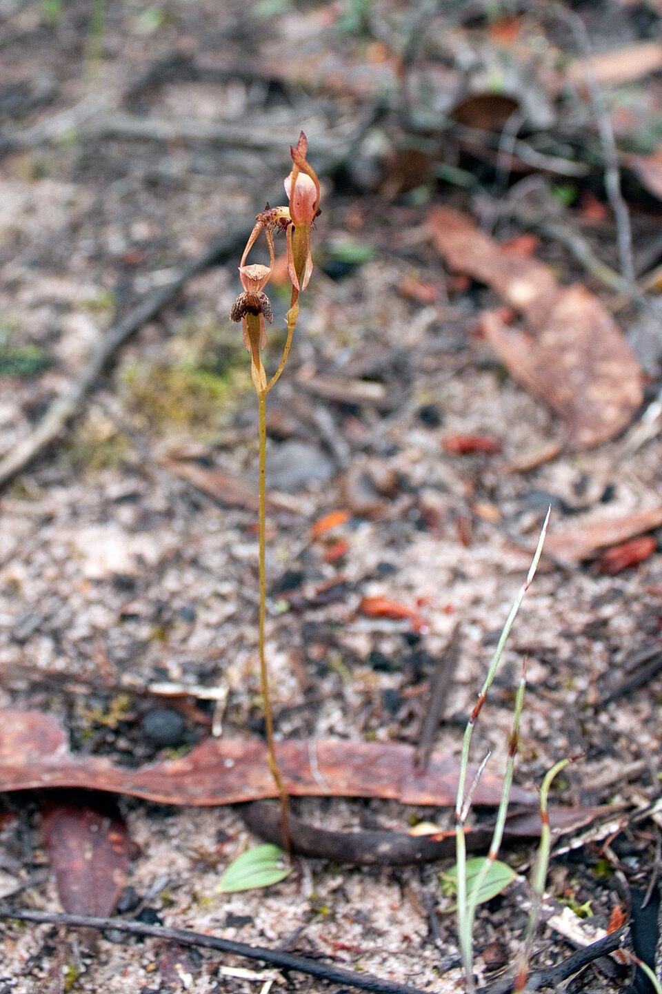 Leporella fimbriata (Hare Orchid) (alternate view 3)