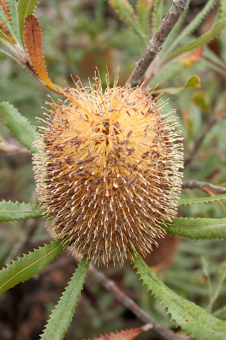 Banksia ornata (Desert Banksia) (alternate view 8)