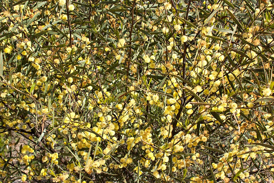 Acacia verniciflua (Varnish Wattle) (alternate view 2)