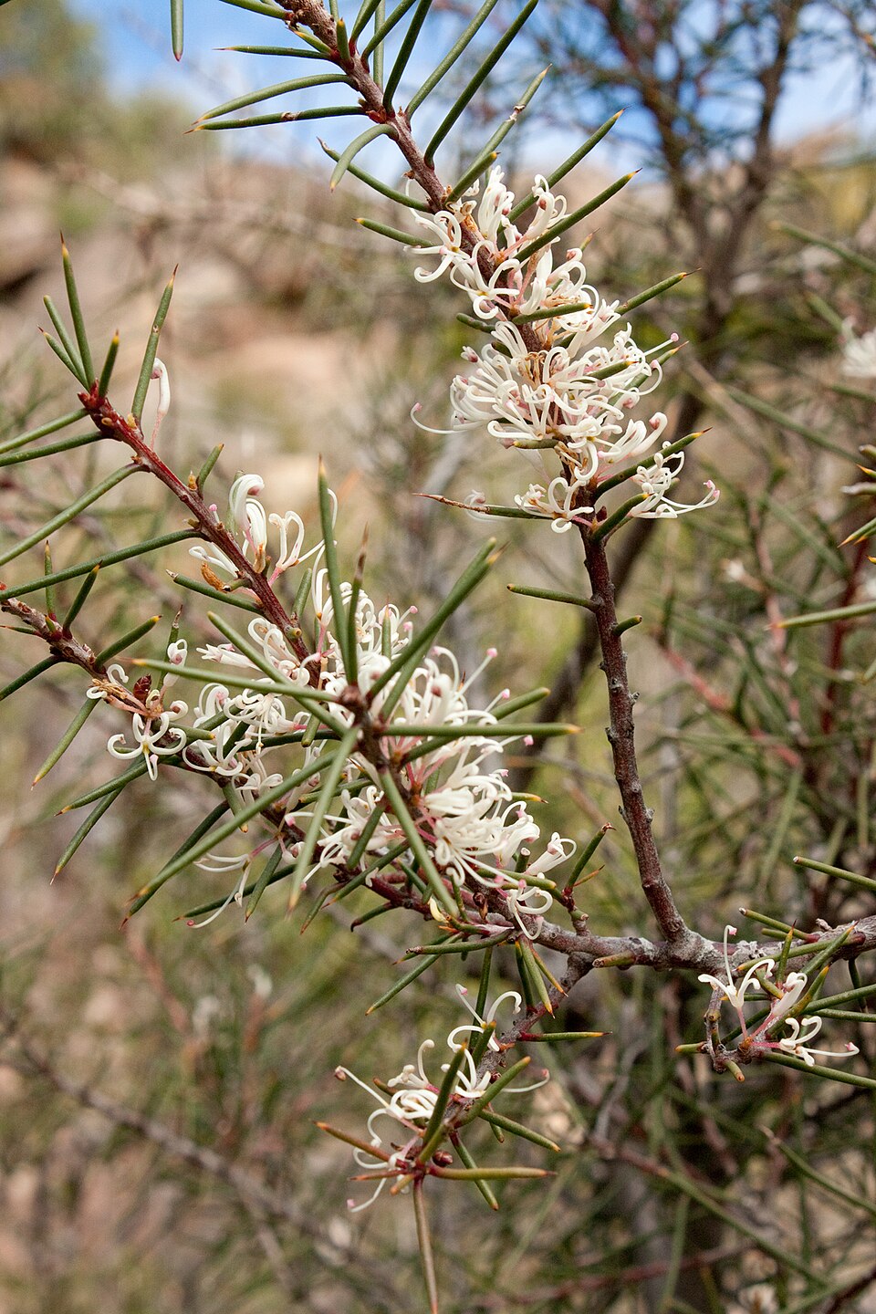 Hakea rostrata (Beaked Hakea) (alternate view 3)