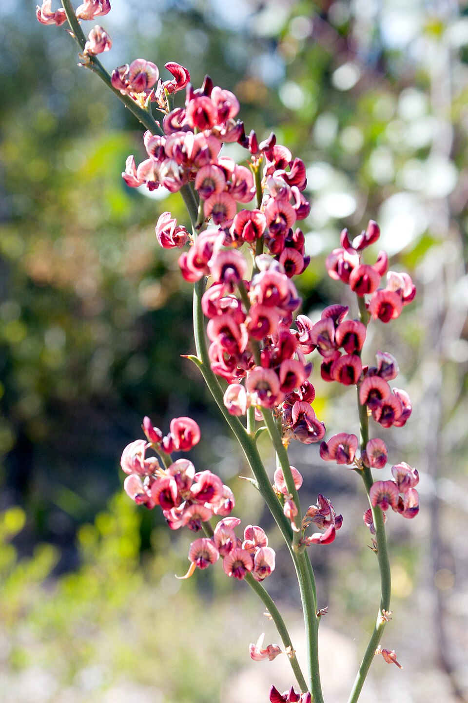 Daviesia brevifolia (Leafless Bitter-pea) (alternate view 7)