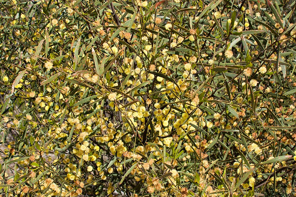 Acacia verniciflua (Varnish Wattle) (alternate view 3)