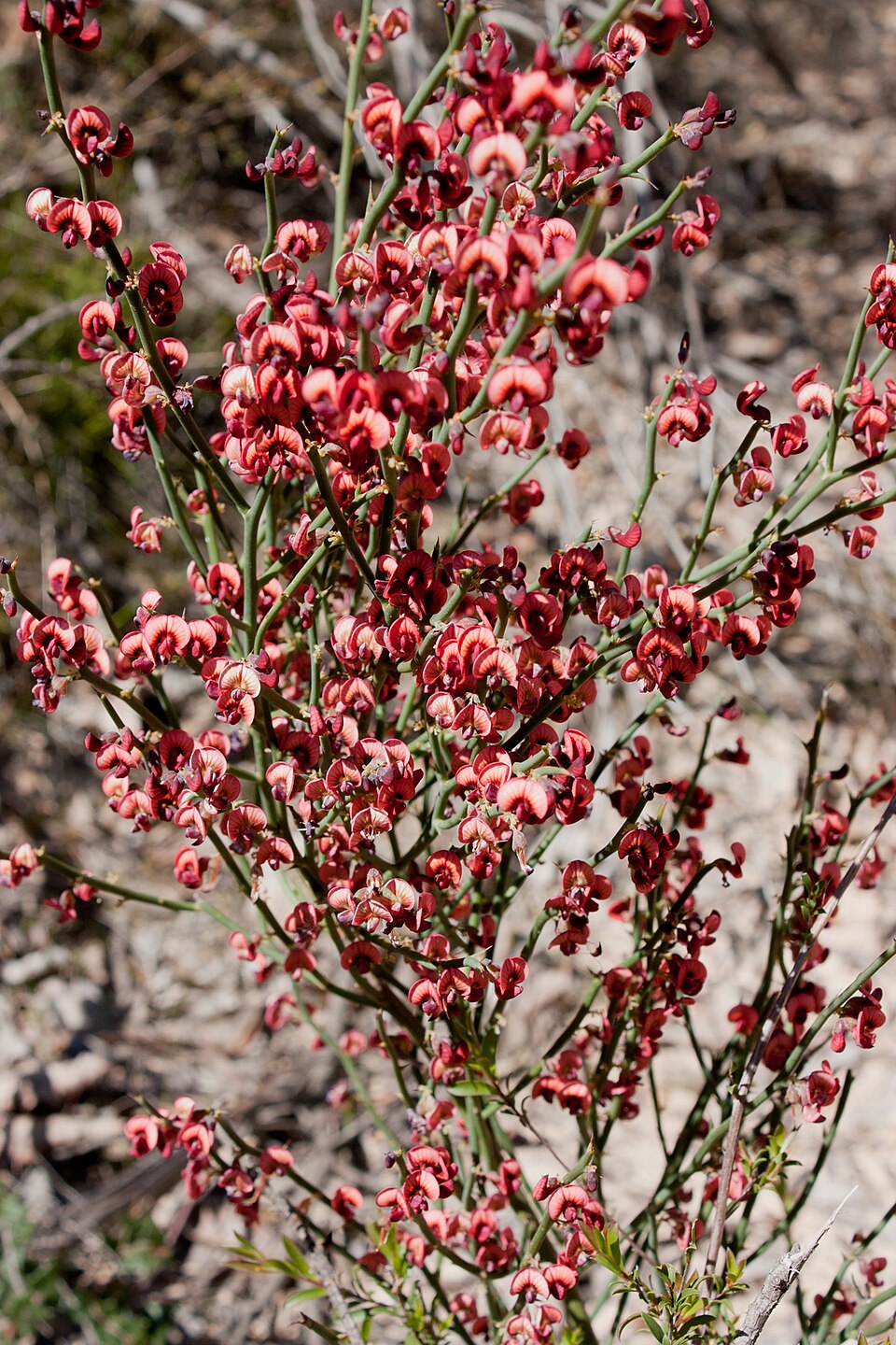 Daviesia brevifolia (Leafless Bitter-pea) (alternate view 8)