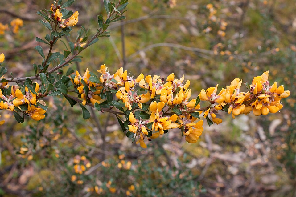 Pultenaea daphnoides (Large-leaf Bush Pea) (alternate view 5)