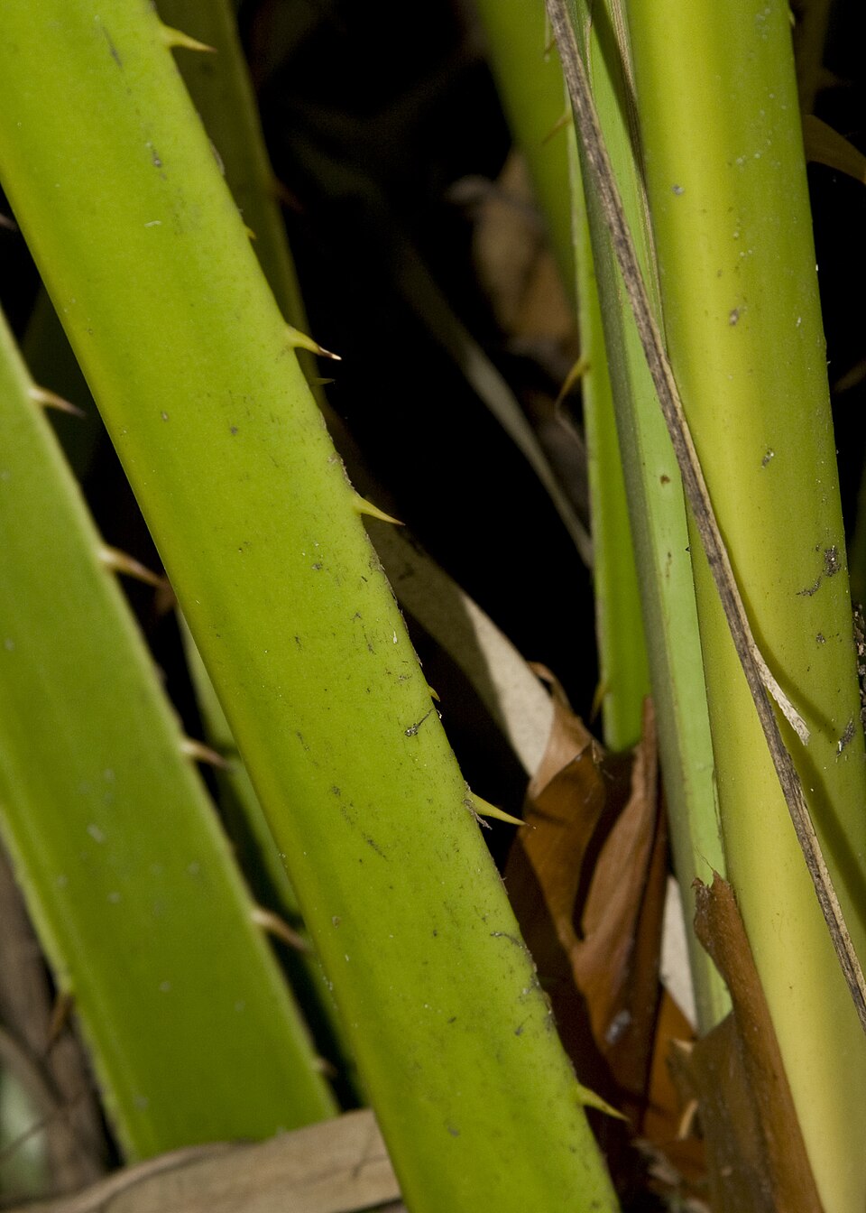 Livistona chinensis (Chinese Fan Palm) (alternate view 8)