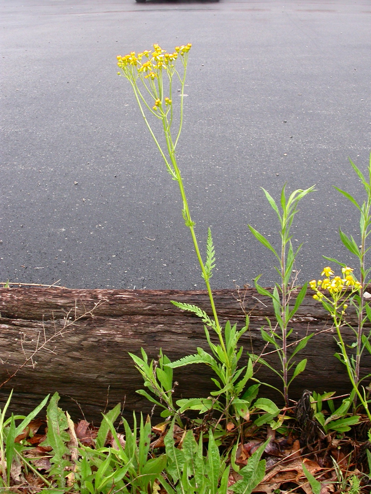 Packera anonyma (Small's ragwort) (alternate view 6)