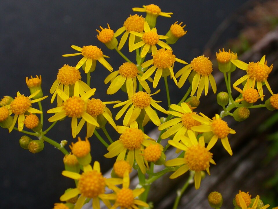 Packera anonyma (Small's ragwort) (alternate view 7)