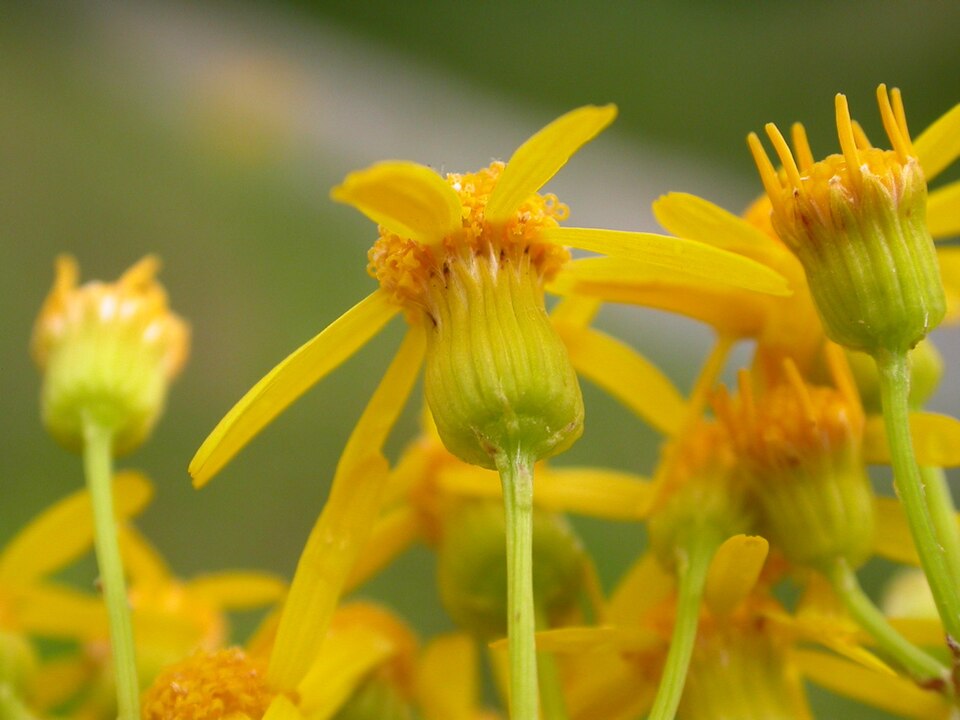 Packera anonyma (Small's ragwort) (alternate view 8)