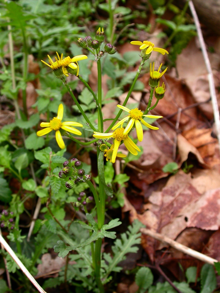 Packera glabella (Butterweed)