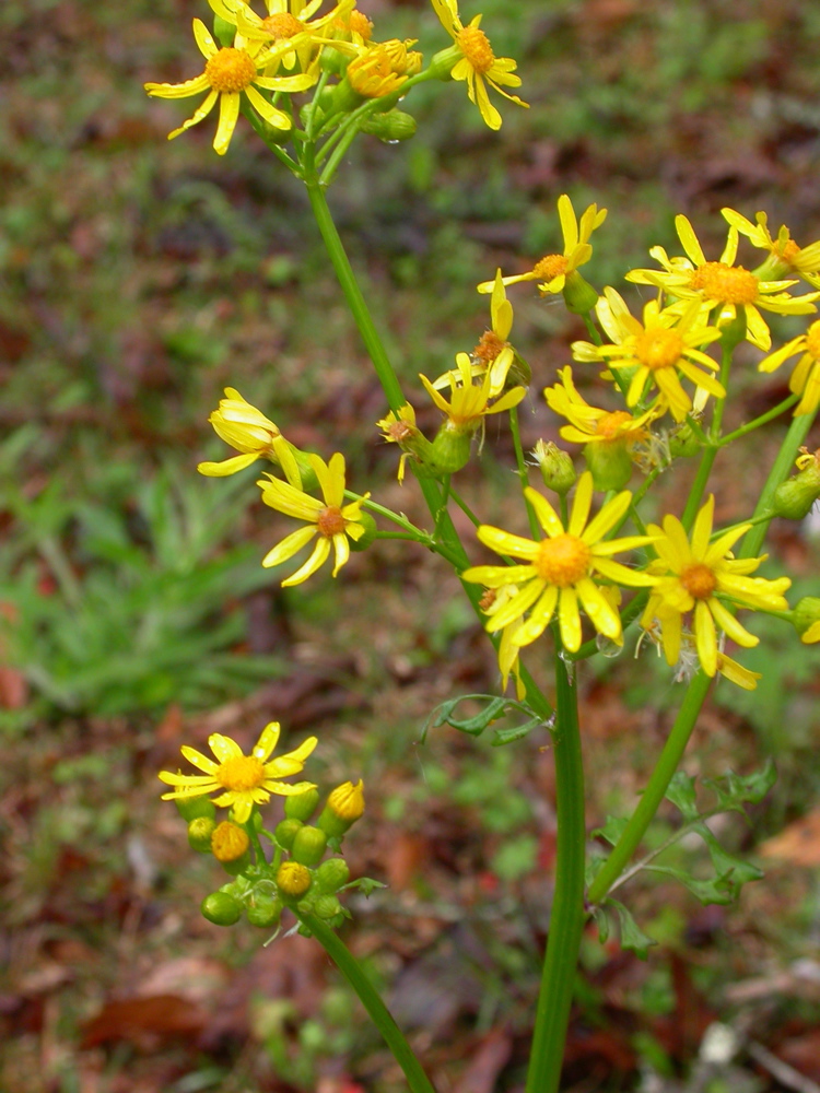 Packera glabella (Butterweed)