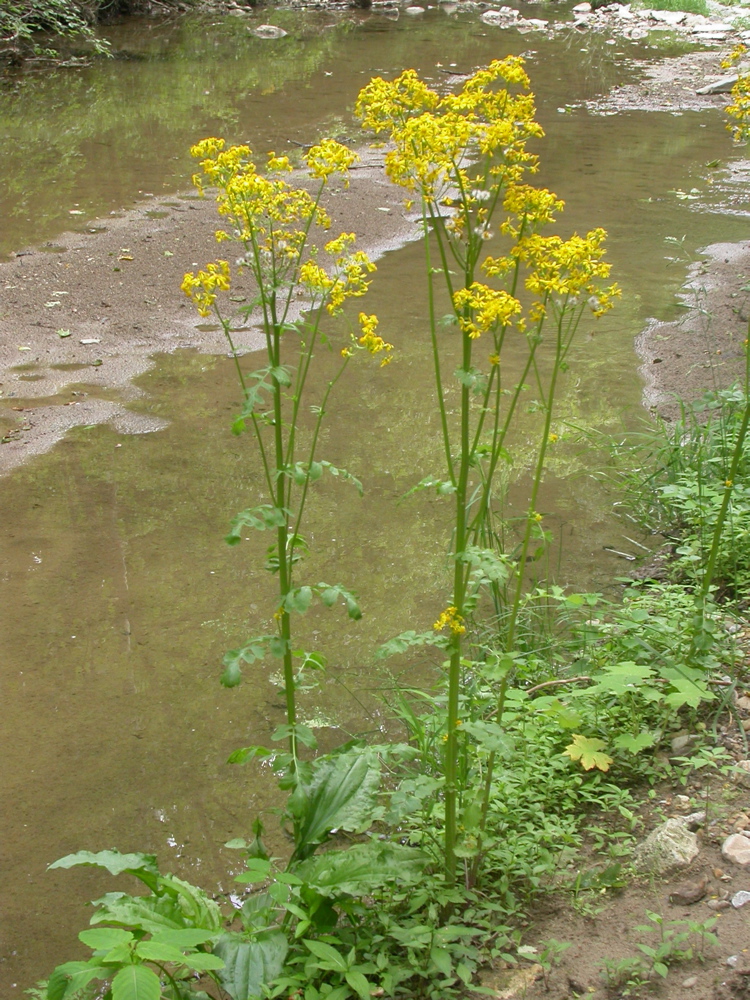 Packera glabella (Butterweed)