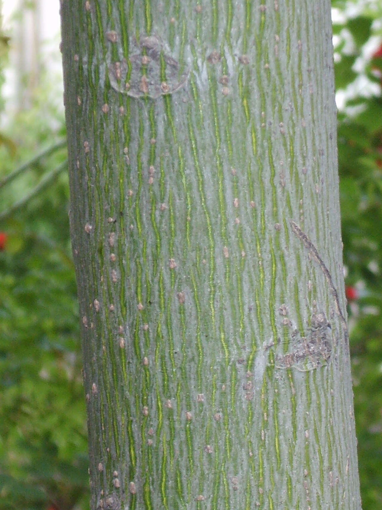 Firmiana simplex, Chinese parasol tree — upright deciduous (Malvaceae) (image 7 of 10)