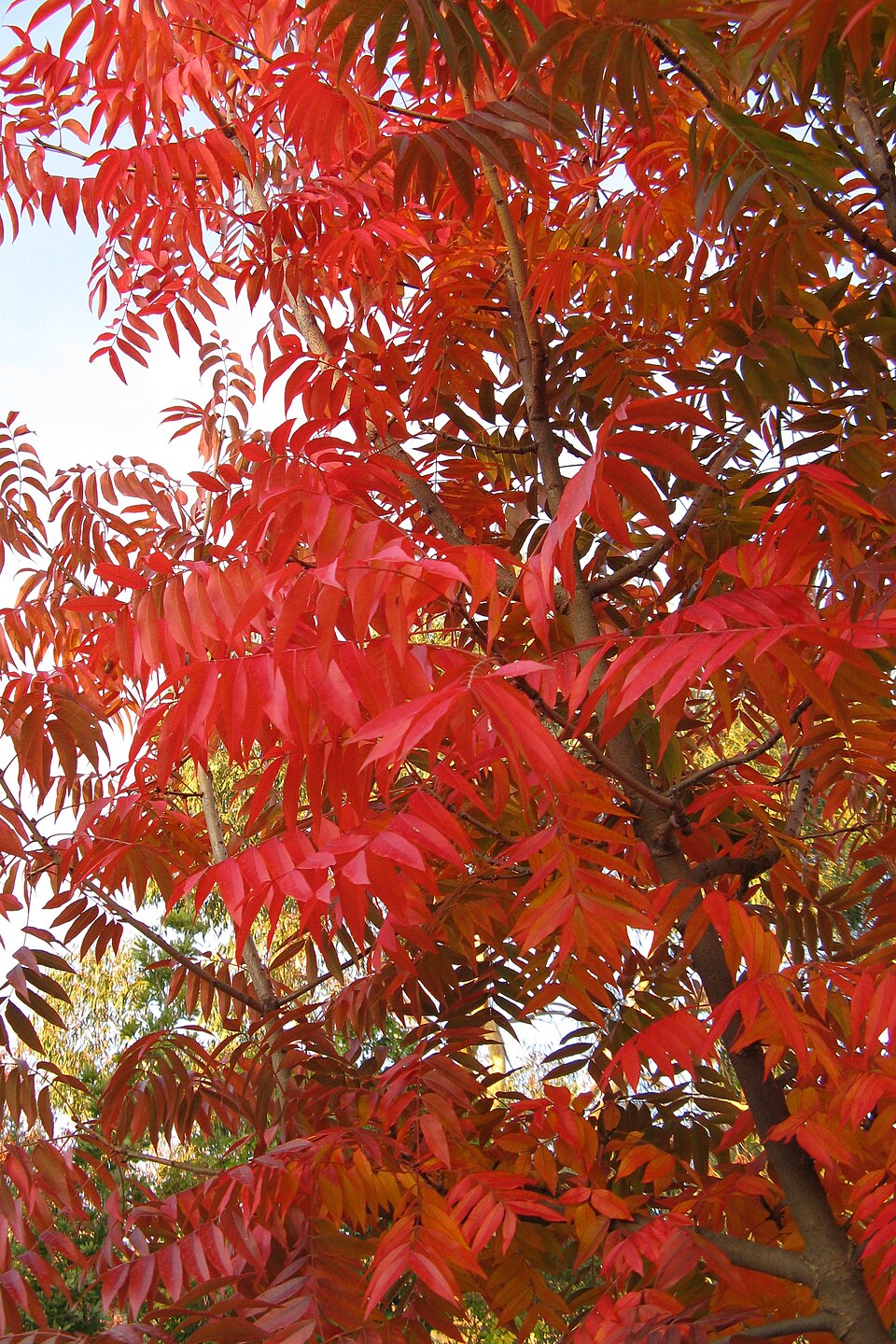 Pistacia chinensis (Chinese pistache) (alternate view 6)