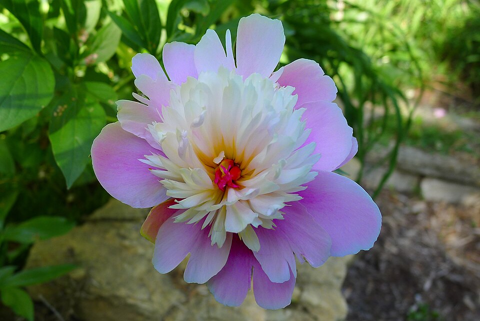 Paeonia lactiflora 'Sorbet' (Sorbet Peony)