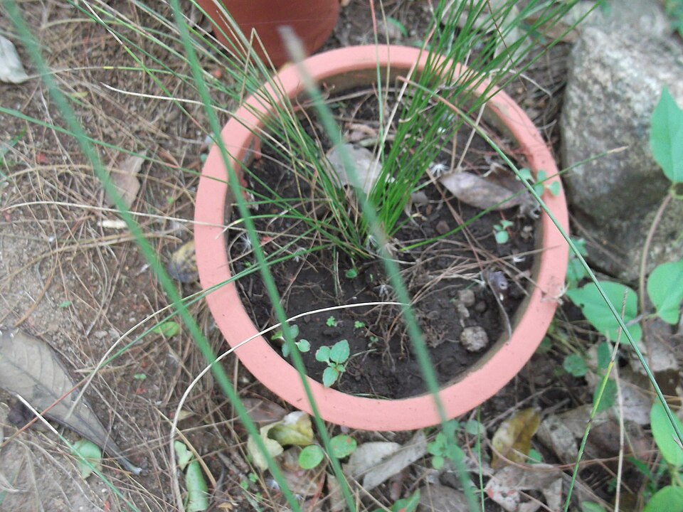 Isolepis cernua (alternate view 12)
