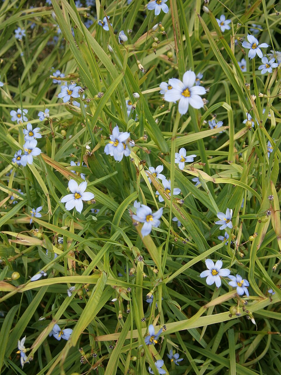 Sisyrinchium angustifolium (Blue-Eyed Grass) (alternate view 8)