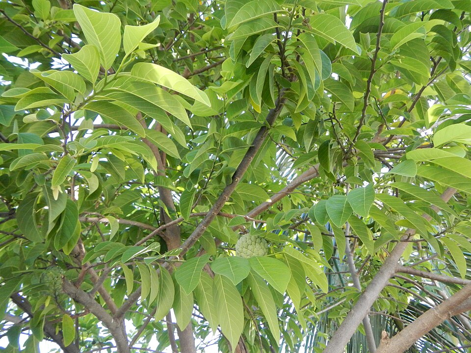 Annona squamosa (Sugar Apple) (alternate view 7)