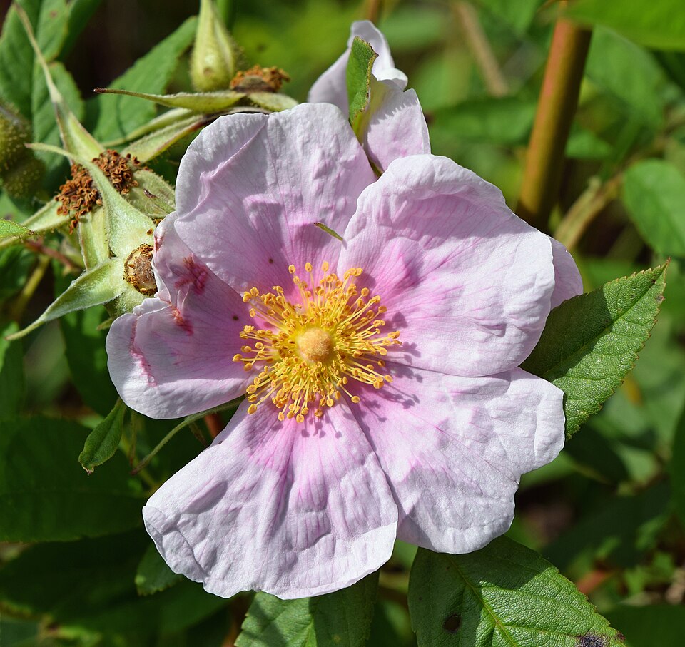 Rosa palustris (swamp rose) (alternate view 7)
