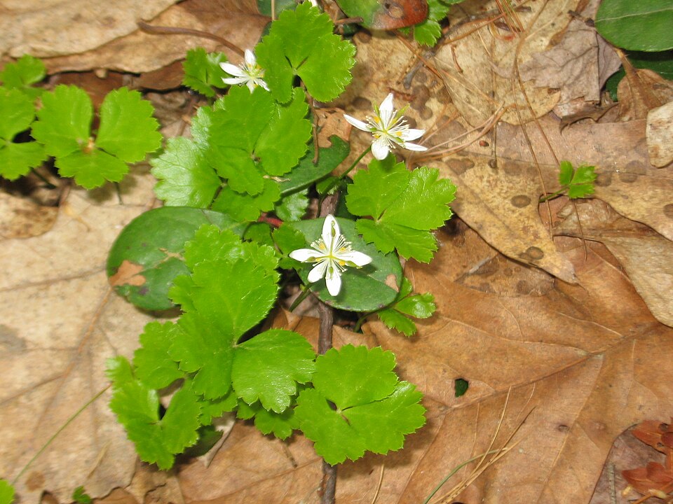 Coptis trifolia (threeleaf goldthread) (alternate view 5)