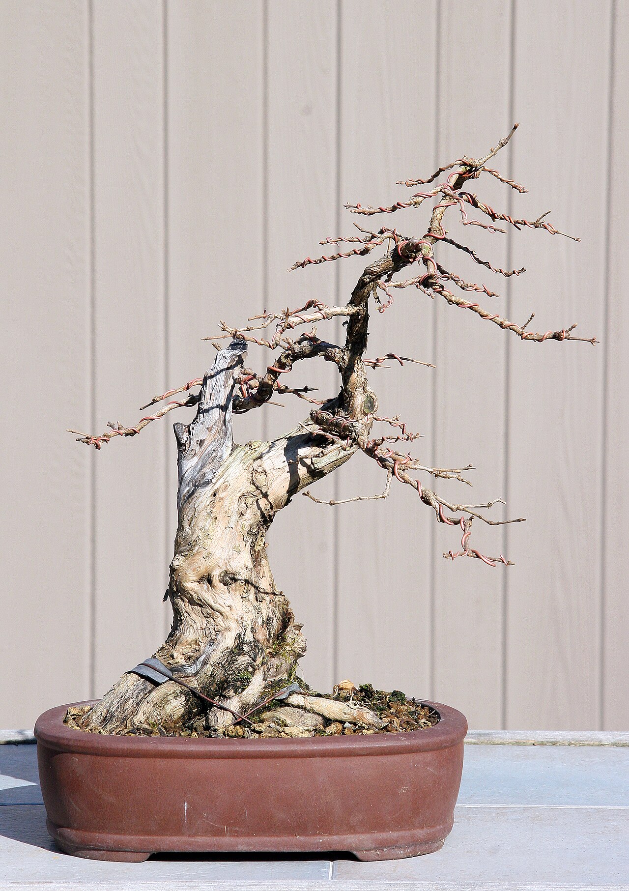 Lonicera japonica, Japanese honeysuckle — climbing semi-evergreen (Caprifoliaceae) (image 2 of 10)