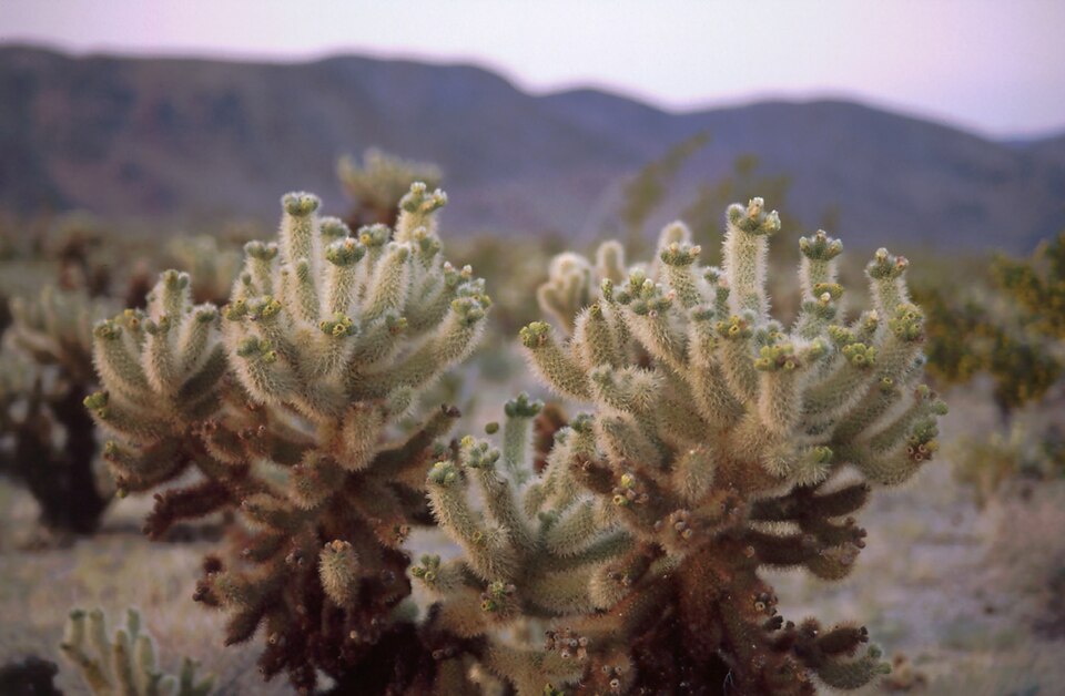 Cylindropuntia bigelovii (Teddybear Cholla) (alternate view 7)