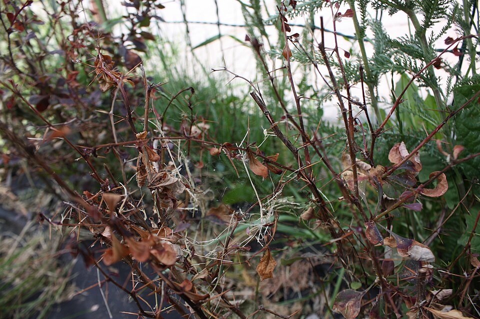 Berberis thunbergii (Japanese barberry) (alternate view 7)