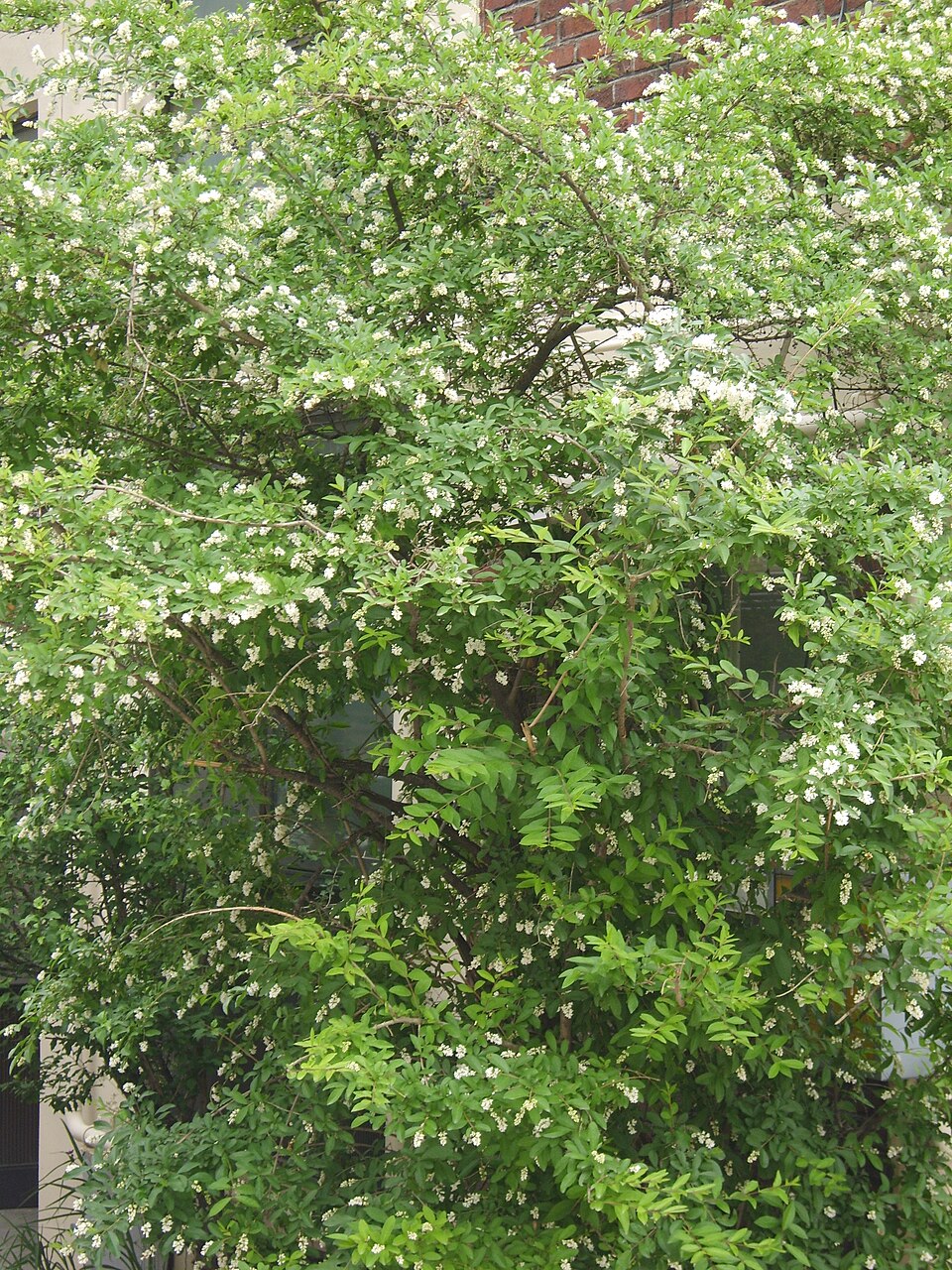 Ligustrum obtusifolium (border privet) (alternate view 4)