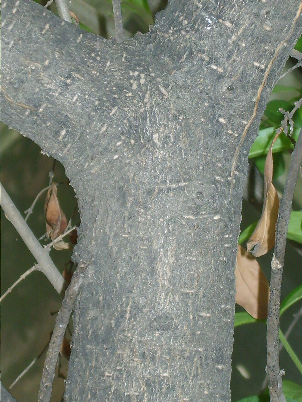 Ligustrum obtusifolium (border privet) (alternate view 5)