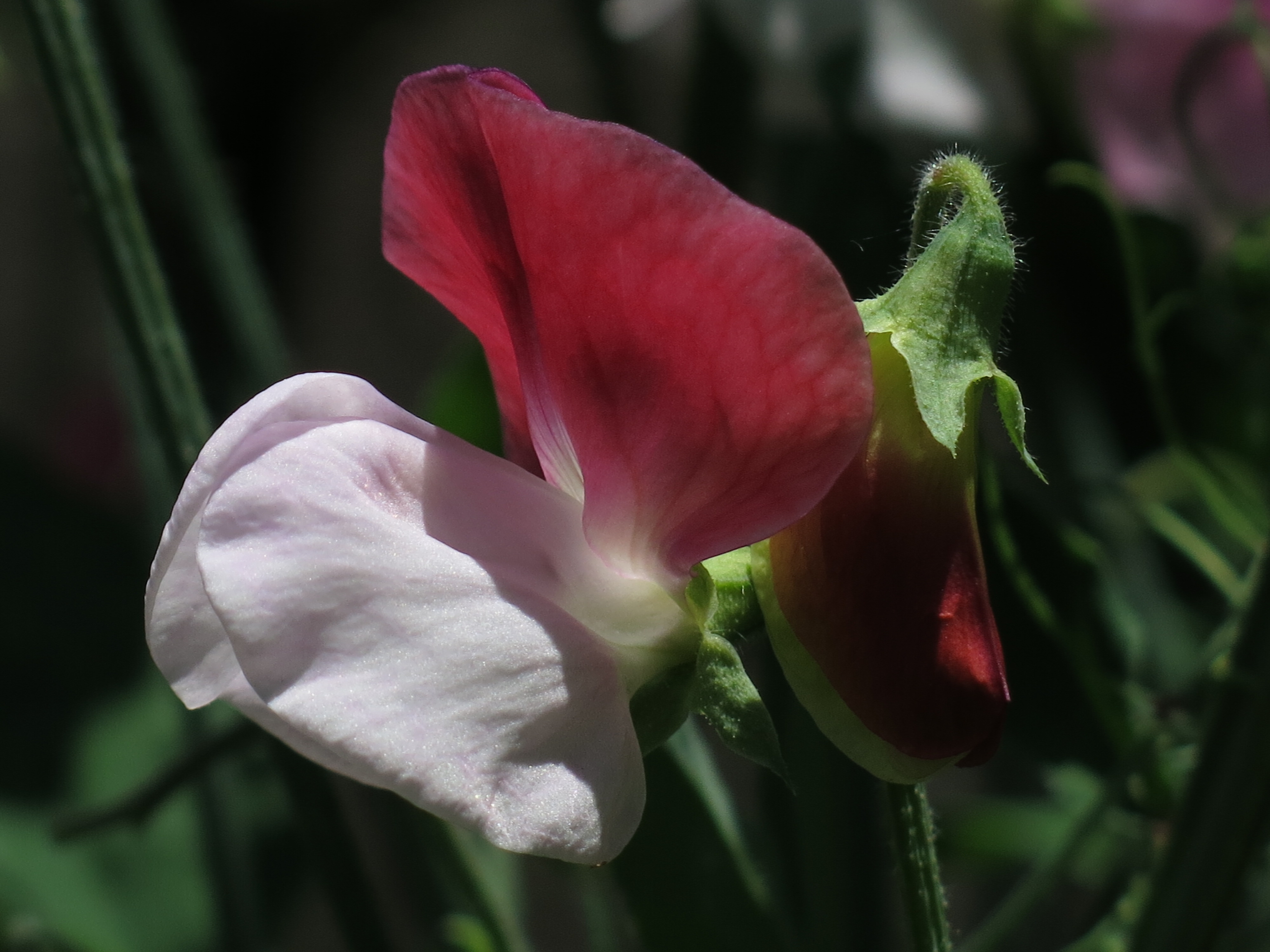 Lathyrus odoratus, Sweet pea — climbing (Fabaceae) (image 4 of 9)