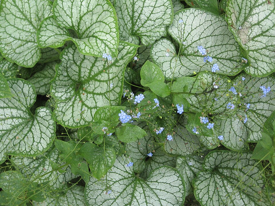 Brunnera macrophylla 'Jack Frost' (Jack Frost Heartleaf Brunnera) (alternate view 3)