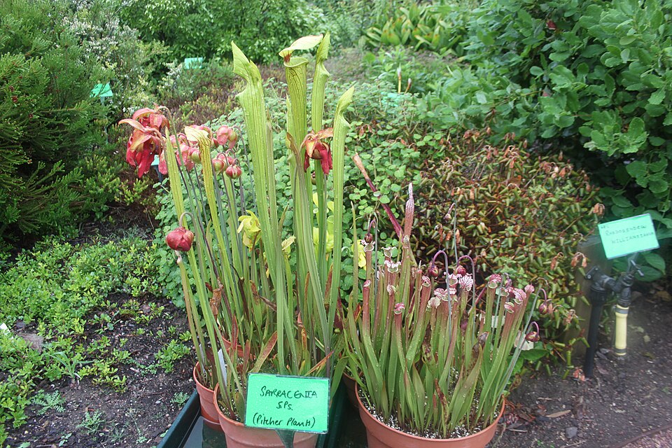 Sarracenia (North American pitcher plants) (alternate view 4)