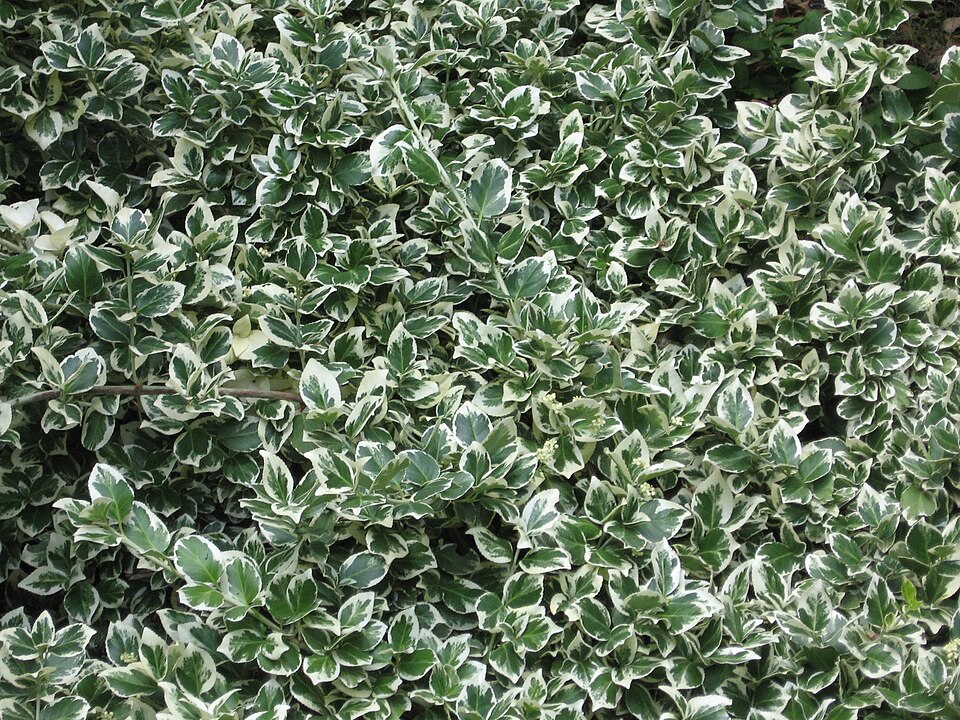 Euonymus fortunei 'Emerald Gaiety' (Emerald Gaiety Euonymus) (alternate view 2)