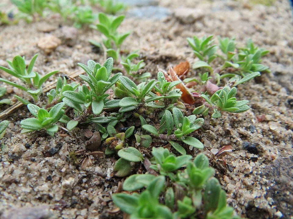 Thymus serpyllum (Wild Thyme) (alternate view 7)