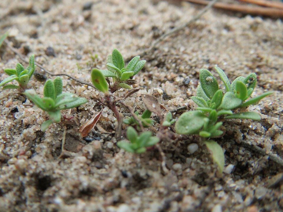 Thymus serpyllum (Wild Thyme) (alternate view 8)