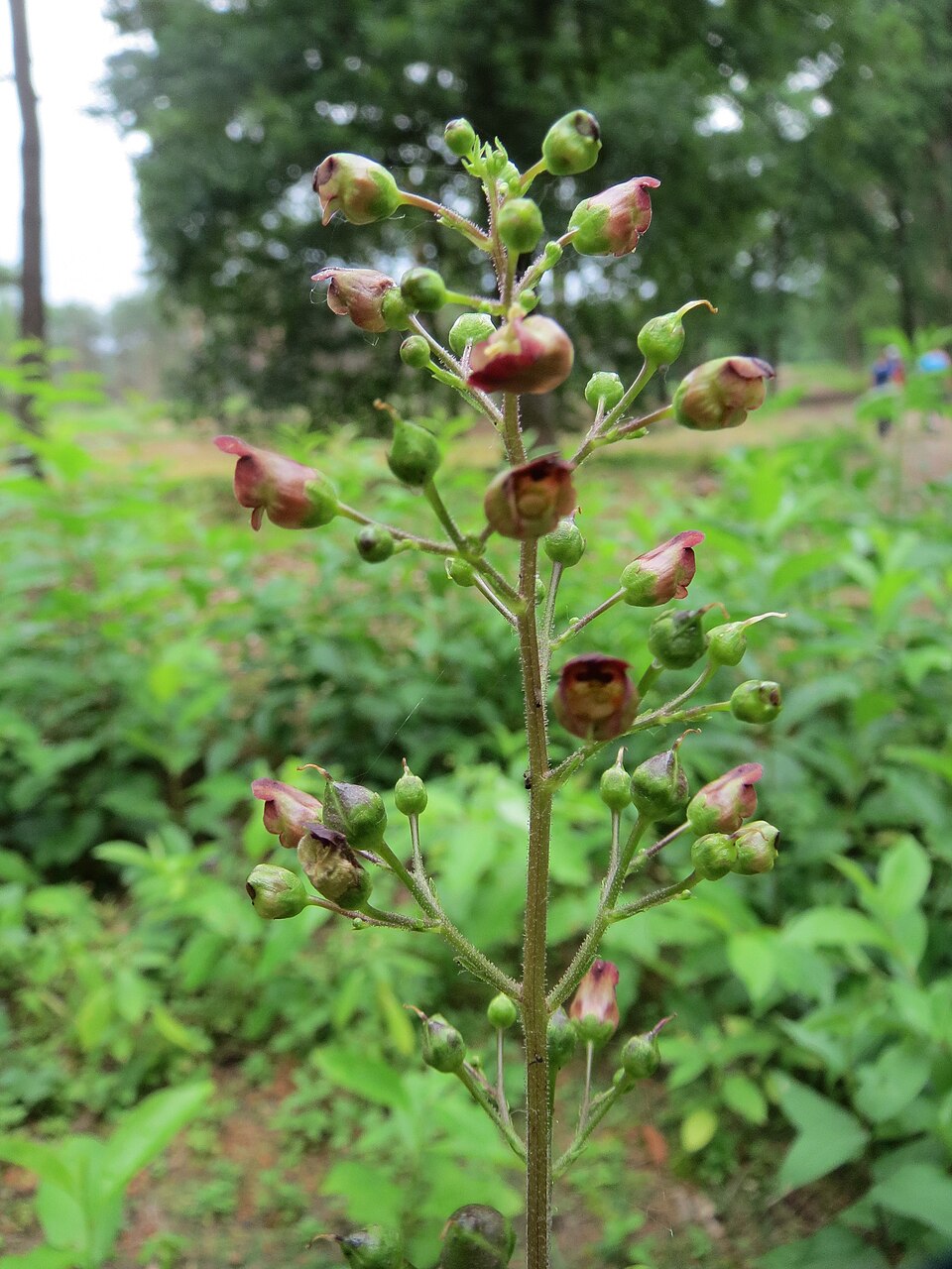 Scrophularia nodosa (Common Figwort)