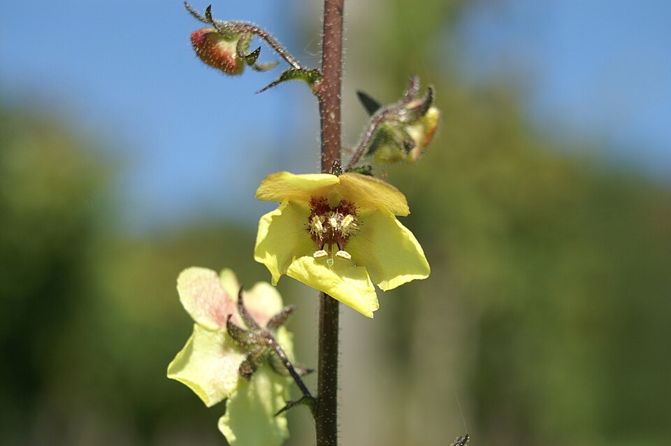 Verbascum blattaria (moth mullein) (alternate view 10)