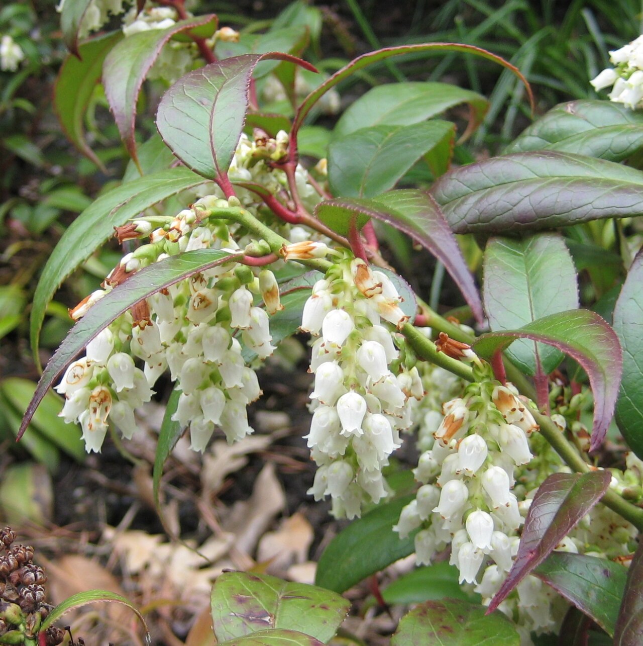 Leucothoe fontanesiana, Drooping leucothoe — spreading evergreen (Ericaceae) (image 1 of 10)