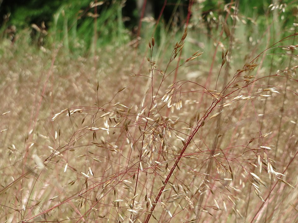 Avenella flexuosa (wavy hair-grass)